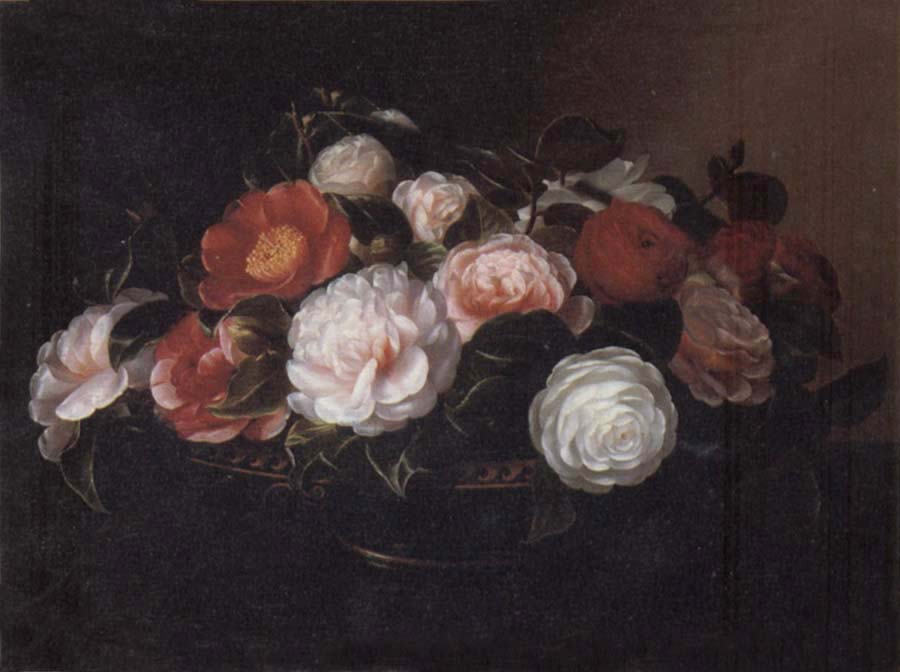 Jensen Johan Camellias